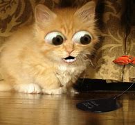 Image result for Funny Cartoon Cat Screensavers