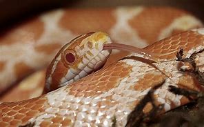 Image result for corn snake morphs