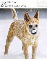 Image result for Cattle Dog Calendar