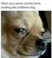 Image result for Dog Meme Not Playing Games