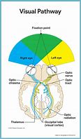 Image result for Eye Anatomy Meme