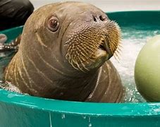 Image result for Baby Nordic Walrus