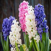 Image result for Desert Hyacinth