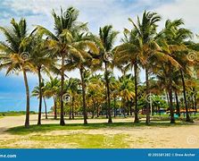 Image result for Coconut Palm Trees Florida