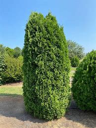 Image result for Tall Arbivitae