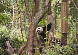 Image result for Panda Eating Fish