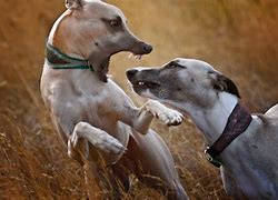 Image result for Dogs Play Fighting