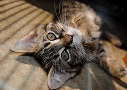 Image result for Tabby Cat Kitten