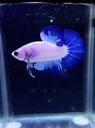 Image result for Blue Rim Betta Fish