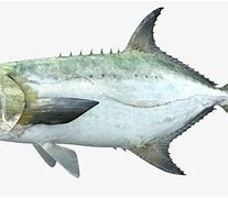 Image result for Leerfish