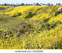 Image result for Upper Newport Bay Nature Preserve