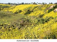 Image result for Upper Newport Bay Nature Preserve