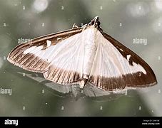 Image result for Box Tree Moth Eggs QTY