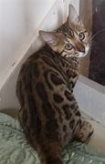 Image result for Half Bengal Cat