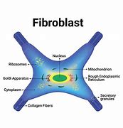 Image result for Fibroblast Drawing