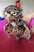 Image result for Sad Wet Owl