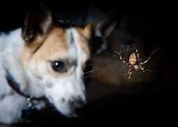 Image result for Trap Door Spider Bite Dog