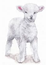 Image result for Baby Lamb Sketches