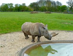 Image result for Animals in Whipsnade Zoo