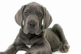 Image result for 5 Month Old Great Dane Puppy