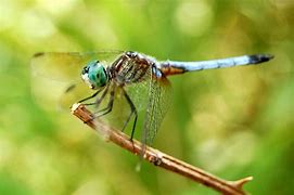 Image result for Dragonfly Fly