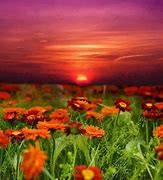 Image result for Allah Flowers