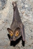 Image result for Vampire Bat