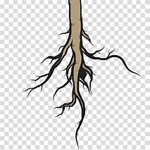 Image result for Cartoon Plant with Roots