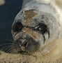 Image result for Fat Seal