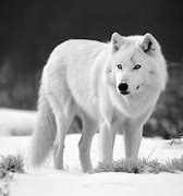 Image result for Snow Wild Wolf Defence