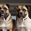 Image result for Dogo Amstaff Mix