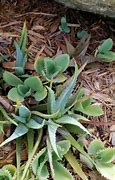 Image result for Mini Aloe Vera Plant