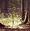 Image result for Thick Forest Dnd