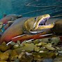 Image result for Bull Trout