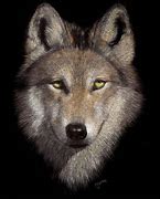 Image result for Old Lobo