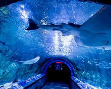 Image result for Cincinnati Aquarium