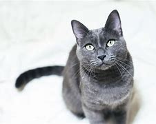 Image result for Russian Blue Cat German Shepherd