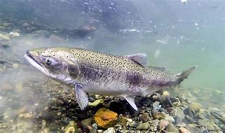 Image result for Adult Chinook Salmon