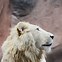 Image result for A White Lion