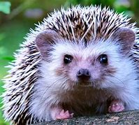 Image result for Hedgehog Living