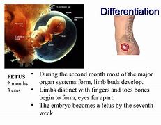 Image result for Embryonic Period of Development