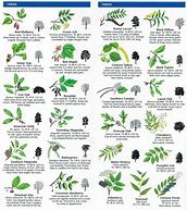 Image result for Nut Tree Leaf Identification