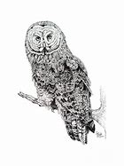 Image result for Wisdom Drawing