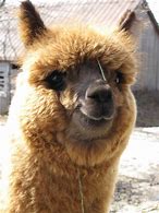 Image result for Alpaca