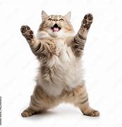 Image result for Happyy Cat