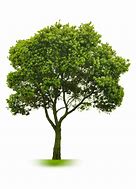 Image result for Pokok Kecil