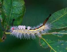 Image result for White Hickory Tussock Moth Catapillar