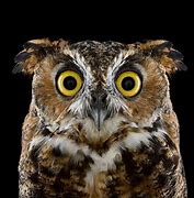 Image result for Owl Cemra