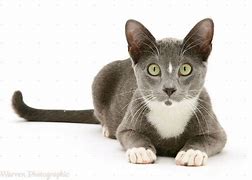 Image result for Cat with Fairy Wings White Background