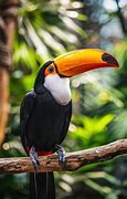 Image result for Toucan Beak Evolution